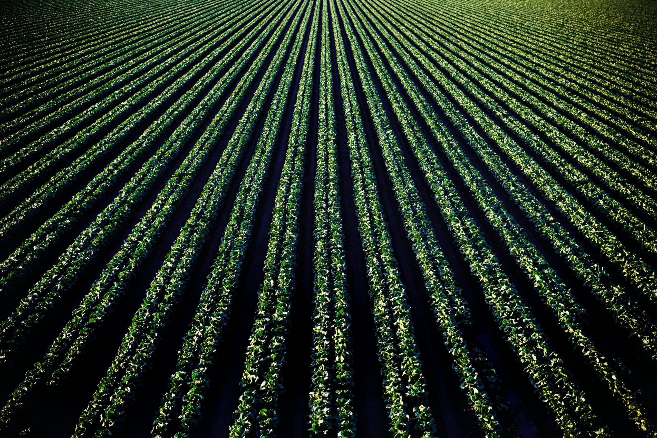 Aerial perspective of lush croplands in Santa Maria, California.